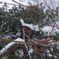 Joyce Proctor Photo 24 Joyce Proctor Photo 24