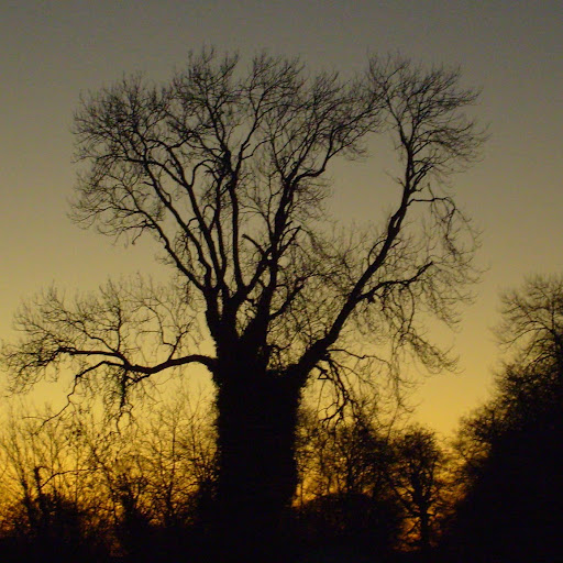 Nancy Byrne Photo 14