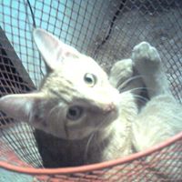 Calvin Stevens Photo 26 Calvin Stevens Photo 26