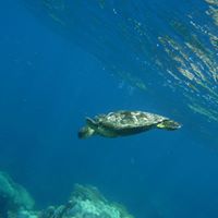 Tracey Miles Photo 35