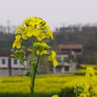 Lam Ma Photo 3