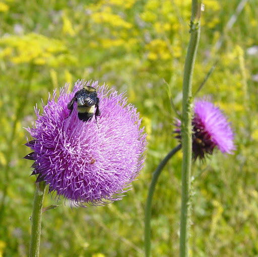 Joyce Shaffer Photo 33