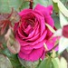 Rose Hamilton Photo 49