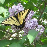 Sara Spicer Photo 11