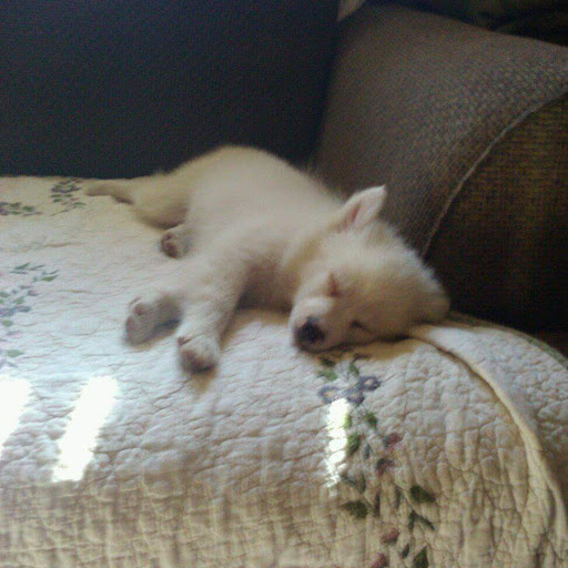 Julie Williams Photo 19