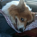 Dianne Daniel Photo 15
