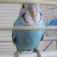 Ahmet Ozturk Photo 4