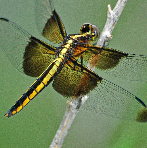 Nancy Mercado Photo 7