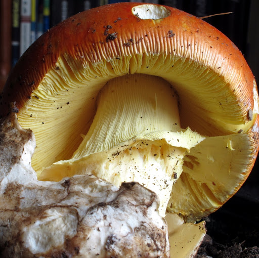 Emilio Calderon Photo 25