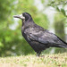 Chris Rooks Photo 30