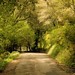 Elisabeth Green Photo 35