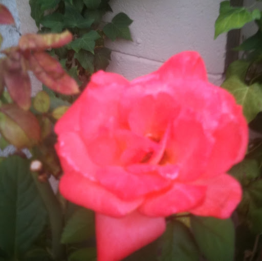 Julie Mcbride Photo 40