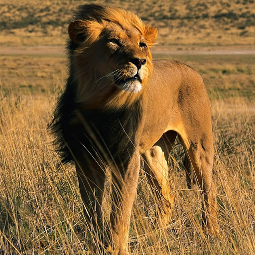 Ron Robertson Photo 36