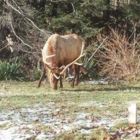 Raymond Shafer Photo 22