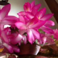 Alice Stepp Photo 14