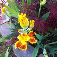 Joyce Montgomery Photo 38