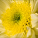 Tracy Flowers Photo 15