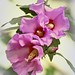 Annette Rose Photo 25