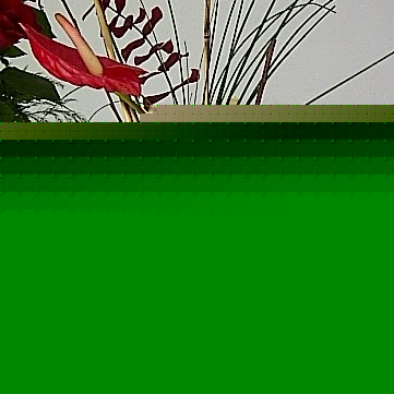 Flor Torres Photo 30