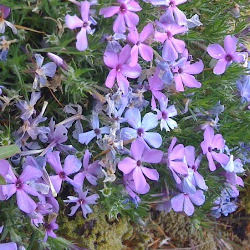 Victoria Cheng Photo 22