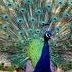 Scott Peacock Photo 43