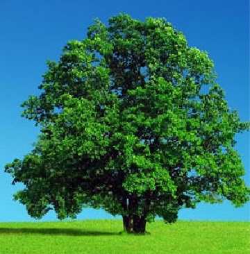 Joshua Lang Photo 18