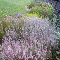 Susan Witter Photo 8