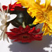 Susan Herrick Photo 41