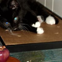 Susan Sheely Photo 11