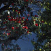 Ann Foret Photo 3