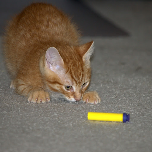 Debbie Stephens Photo 35