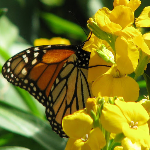 Diane Curran Photo 35