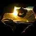 Shawn Neff Photo 29