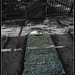 George Webster Photo 39
