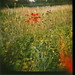 Diana Fields Photo 44