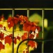 Ruth Bell Photo 32