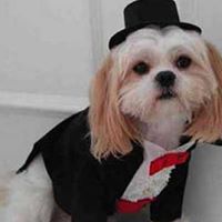 Shih Ma Photo 1