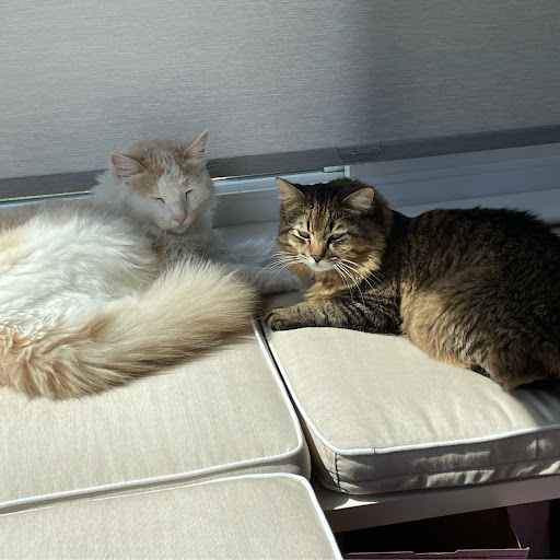 Alexander Lin Photo 18