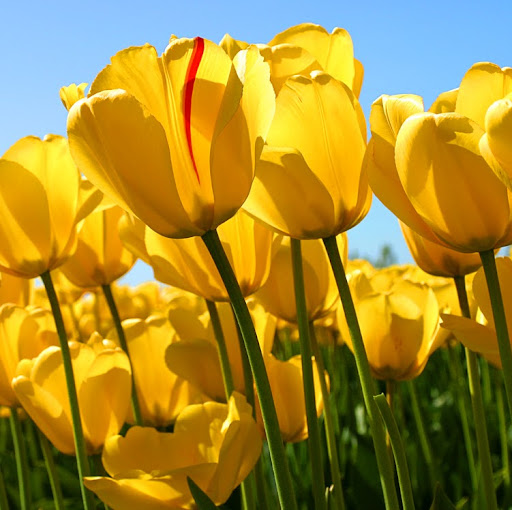 Louise Stephens Photo 30