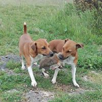 Deborah Peacock Photo 16