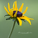 Susan Montes Photo 8