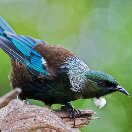 Daniel Field Photo 19