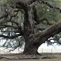 Pat Mayfield Photo 25