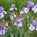 Gary Middleton Photo 18