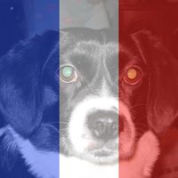 Tracy Gaines Photo 18