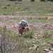 Steve Haling Photo 10