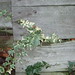 Edmond Walls Photo 4