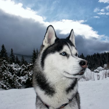 Thomas Wallis Photo 7
