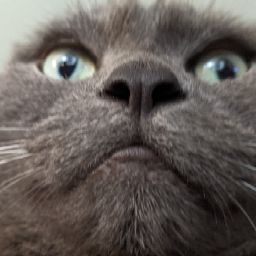 Travis Knight Photo 18