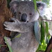 Dianne Hill Photo 35